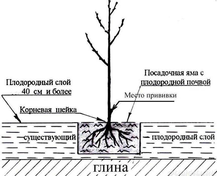 Посадка саженцев яблонь: осень или весна?