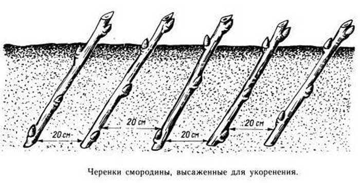 Как размножать смородину зелеными и одревесневшими черенками?