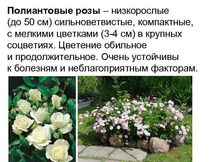 Флорибунда – группа роз с практически непрерывным цветением (сорта и фото)