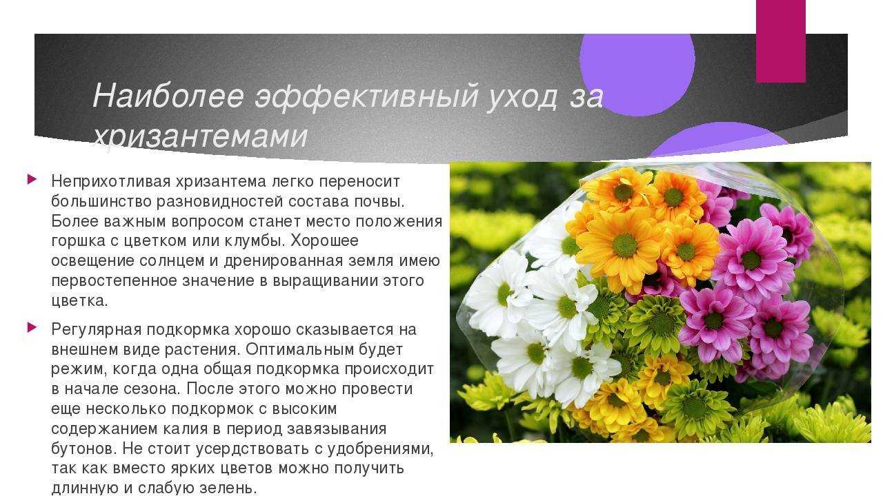 Хризантема «бакарди»: описание и выращивание