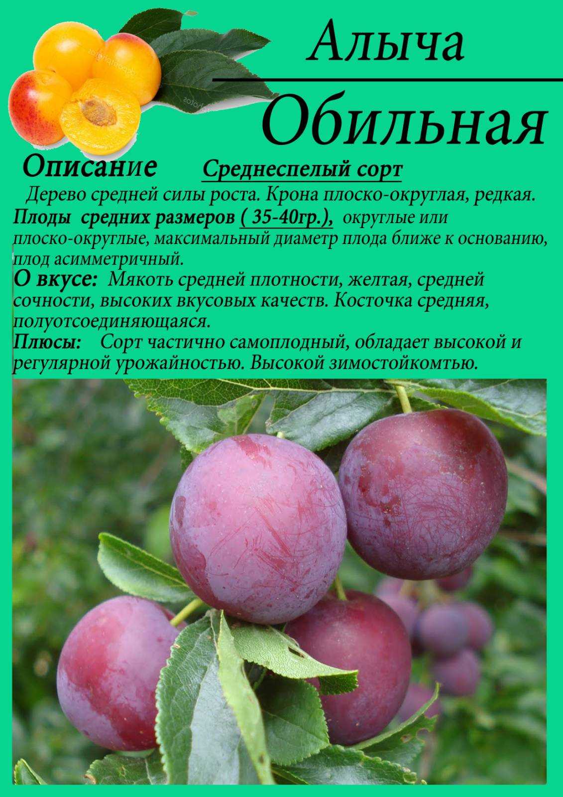 Слива память тимирязева: сорт, испытанный временем