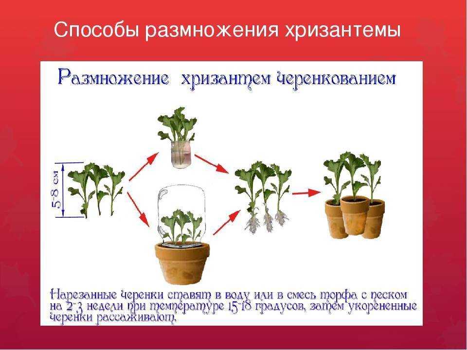 Хризантемы ромашковые: описание 27 лучших сортов и видов, правила посадки и ухода - сад и цветы
