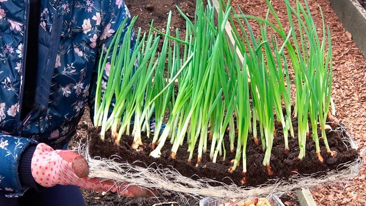 Как вырастить лук из семян за один год