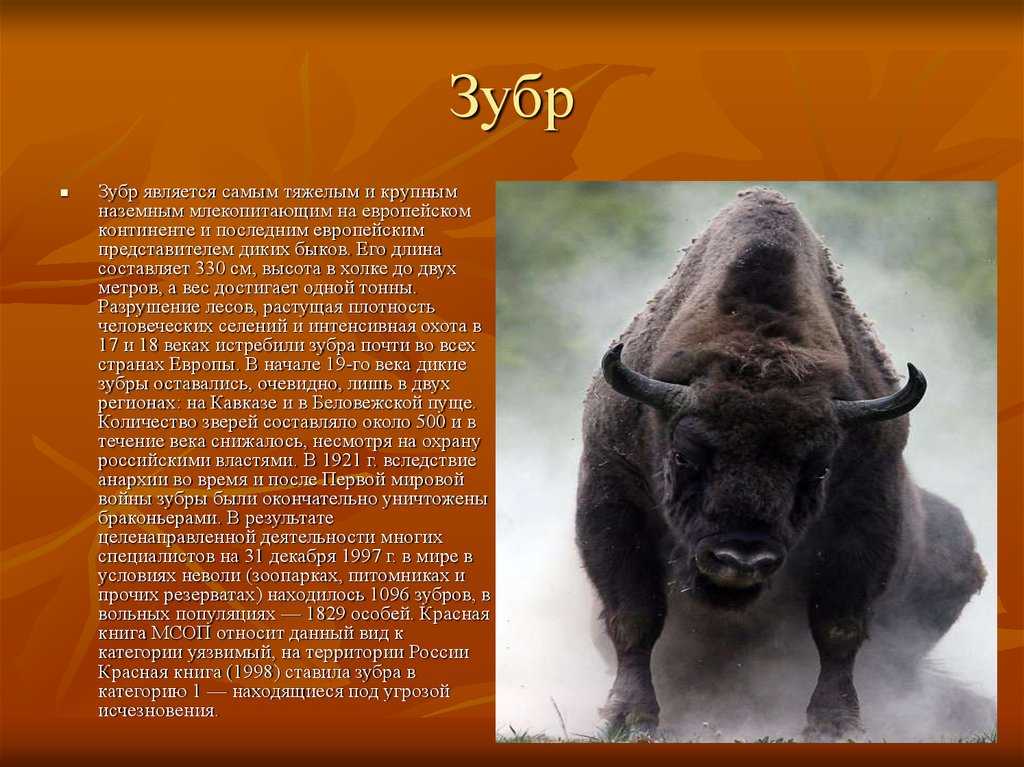 Буйвол