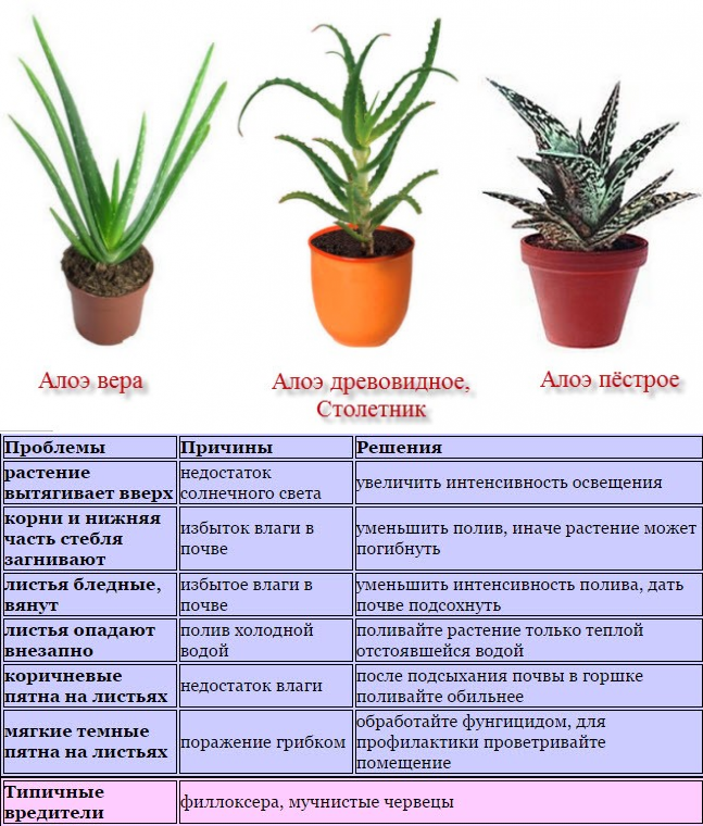 Алоэ: уход и выращивания в домашних условиях, виды и болезни | клуб цветоводов