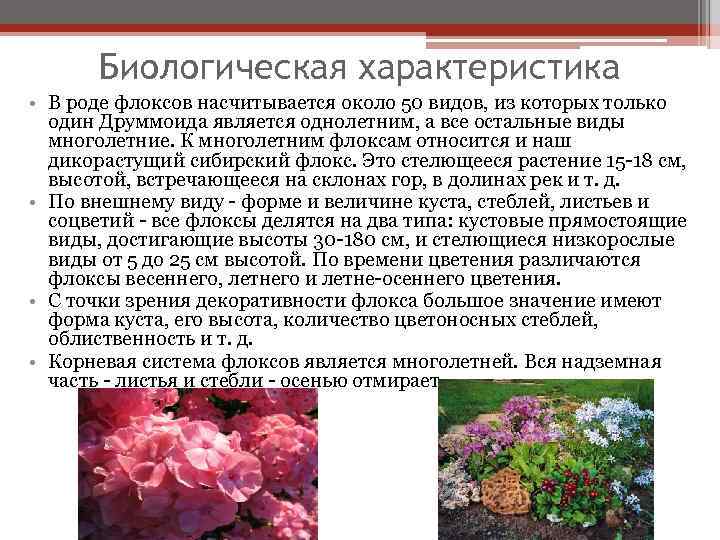 Самый простой способ размножения флоксов - делением куста: а можно ли делить цветущие флоксы?