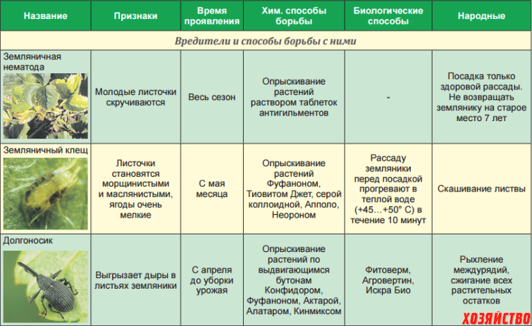 Мучнистая роса на яблоне: признаки поражения и меры борьбы