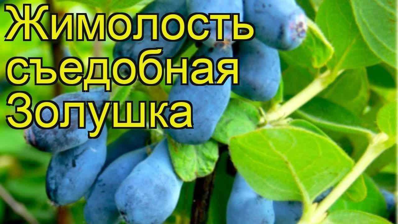 Сорт жимолости золушка: фото, отзывы, описание, характеристики.