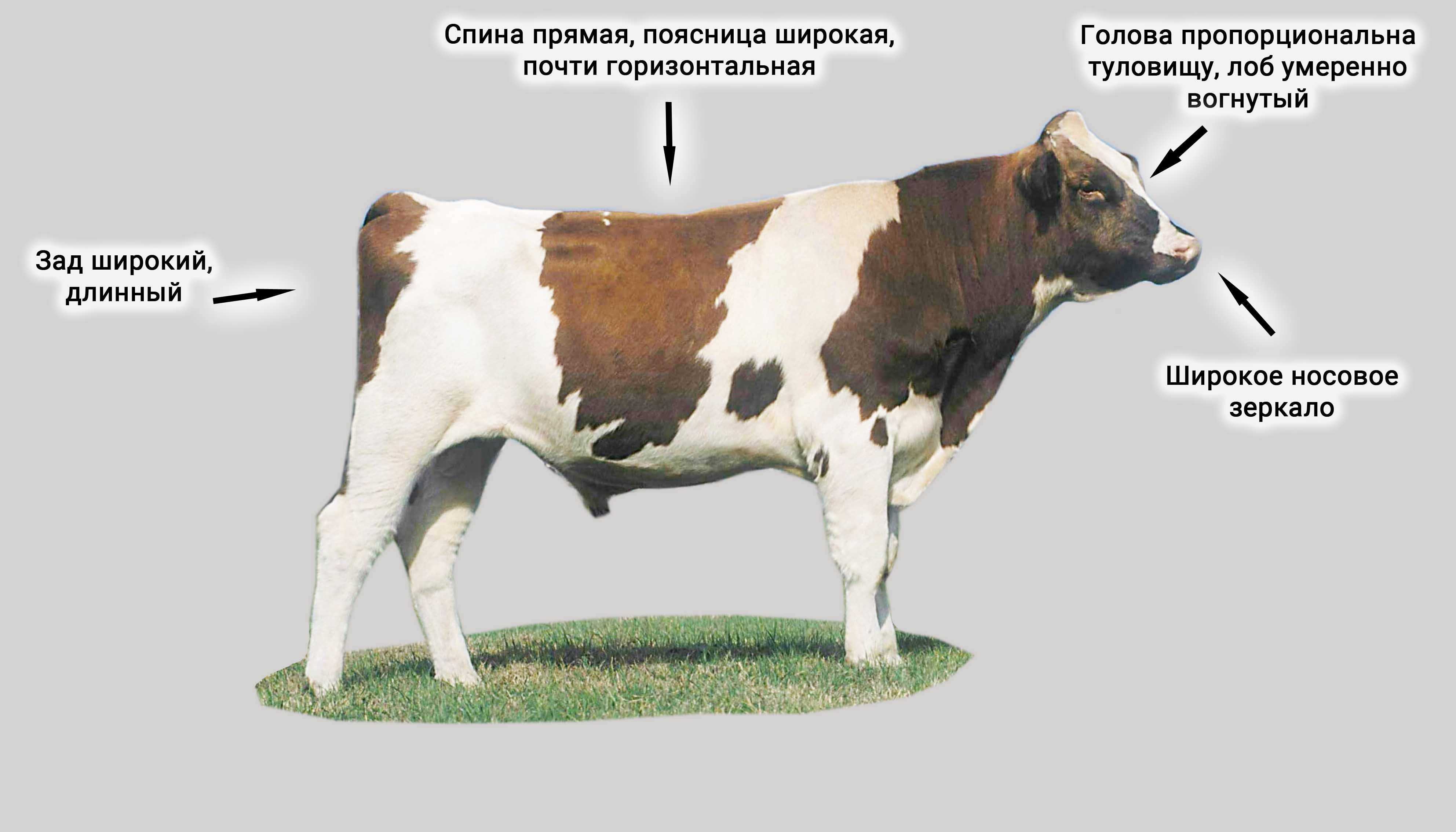 Голштинская порода коров: описание и продуктивность породы