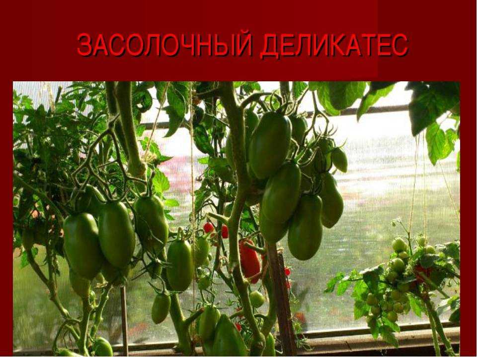 Помидоры московский деликатес: описание сорта с фото