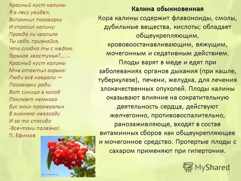 15 сортов калины и особенности их выращивания