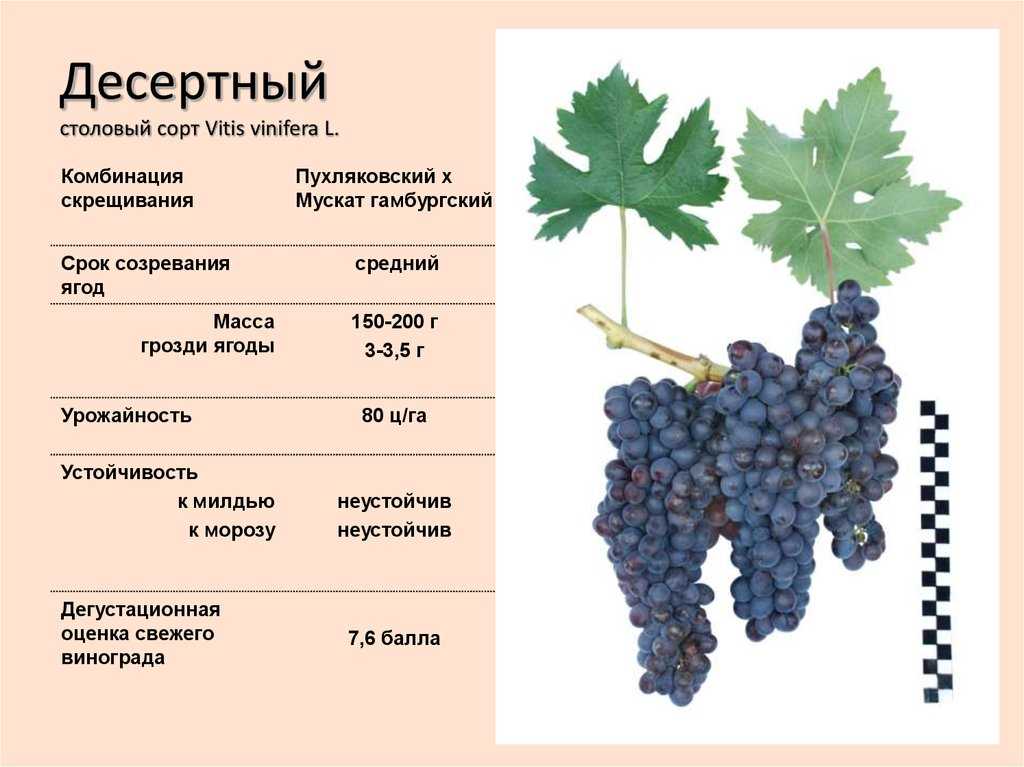 Сорт винограда темпранильо описание и вкусовые характеристики вина выращивание