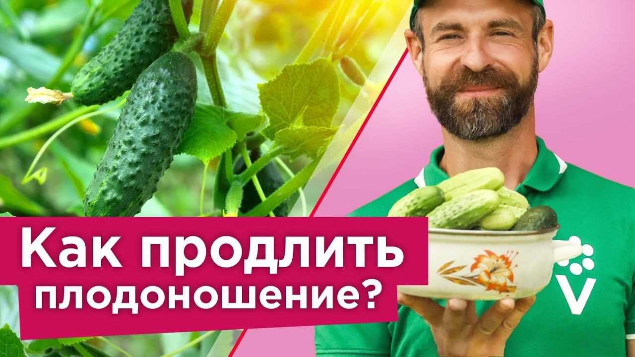 Рассада огурцов - 7 простых и эффективных способов выращивания