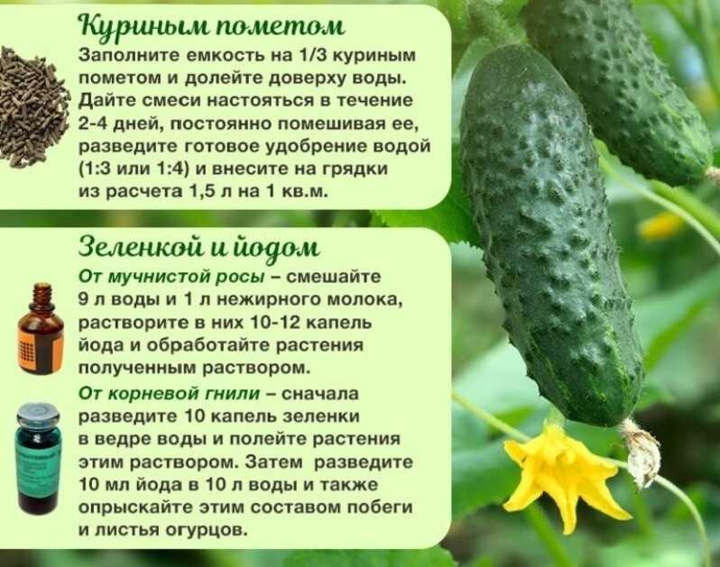 Пустоцвет на огурцах в теплице: что делать?