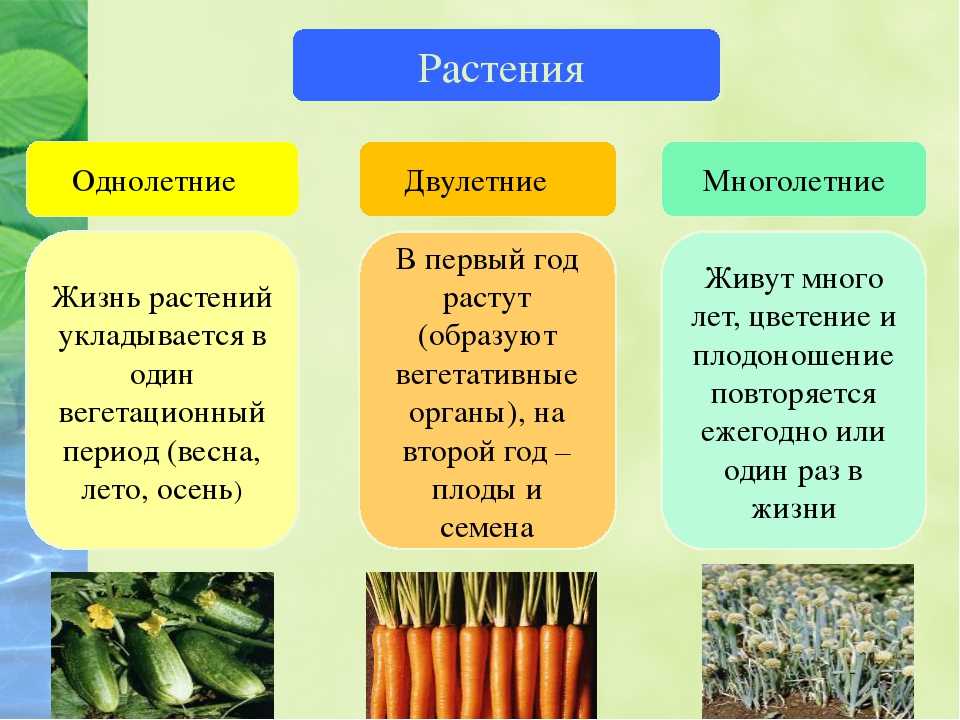 Луговые и полевые цветы: названия и фото (каталог)