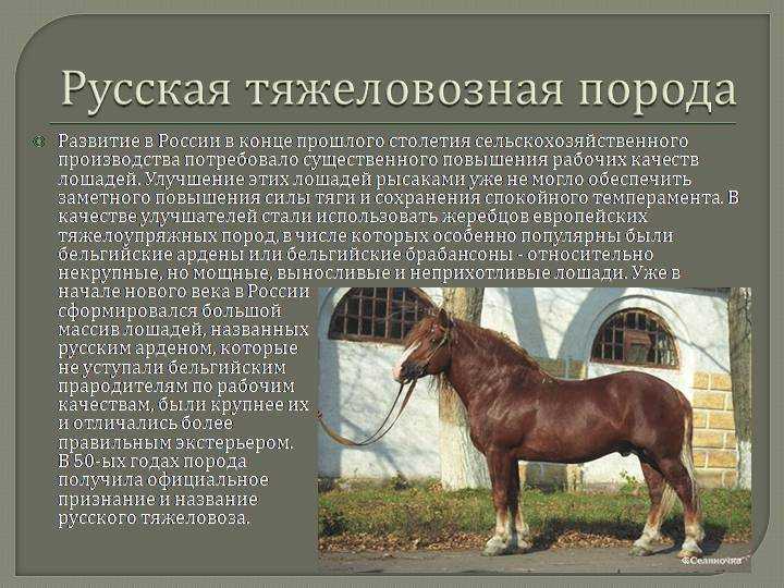 Порода русский рысак
