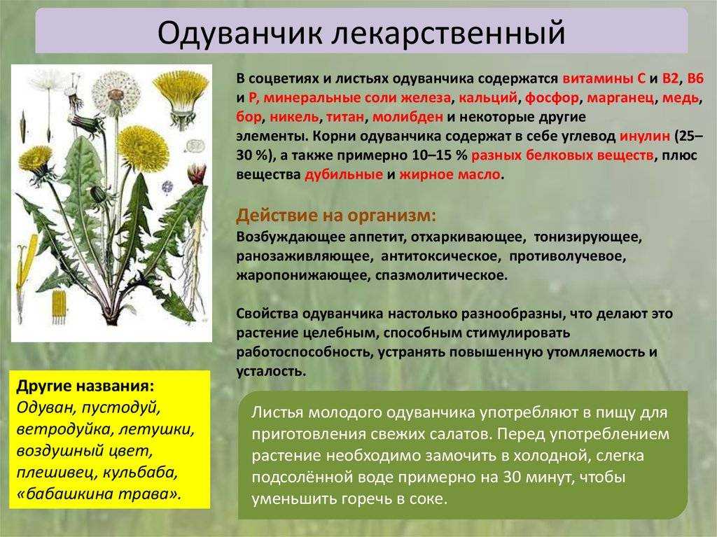 Молочай сорняк ?: виды, названия, фото, как бороться, избавиться от сорняка на участке | qlumba.com