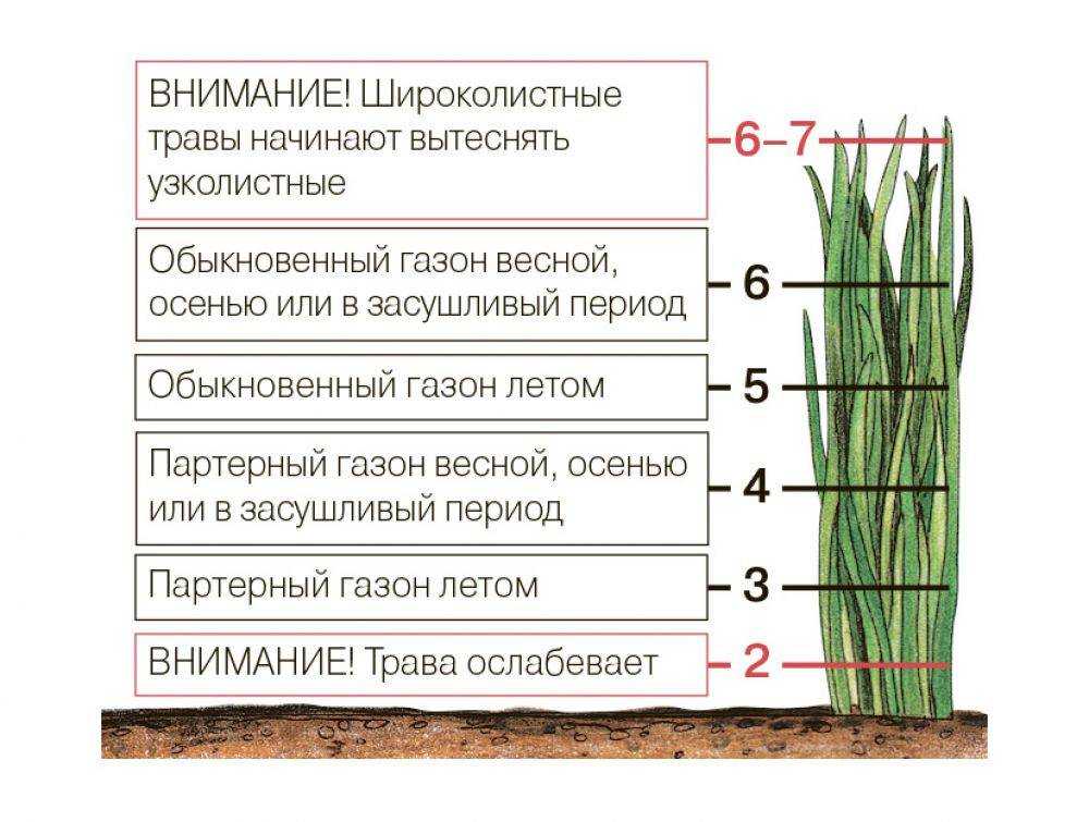 Стрижка газона и уход за ним: лучшие правила и советы с фото