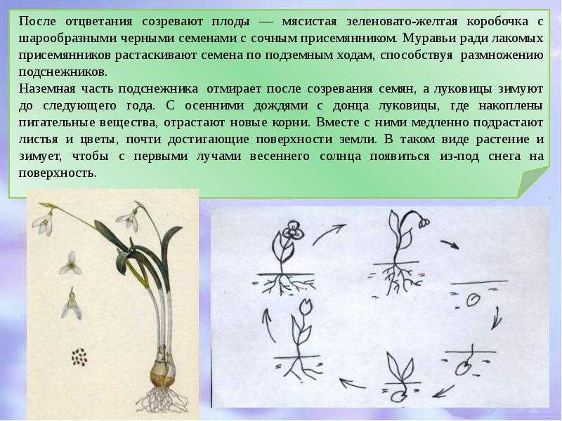 Томат подснежник: описание сорта, фото, посадка, выращивание и уход, плюсы и минусы, отзывы