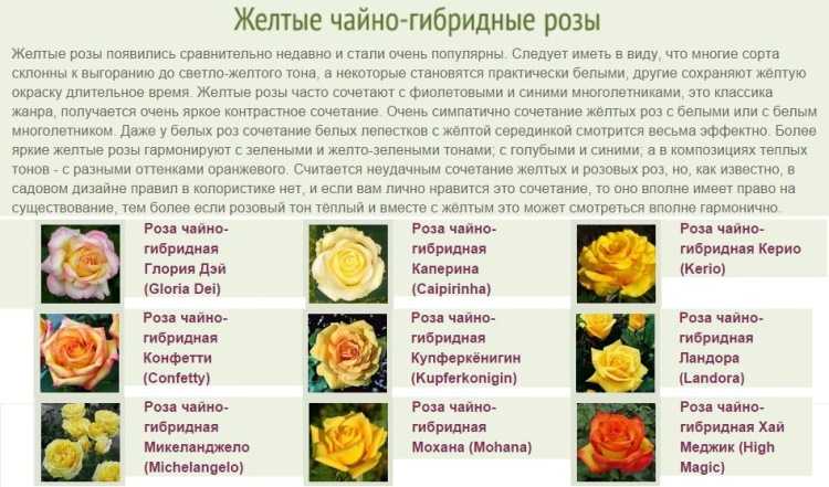 О сортах желтых роз: описание и характеристики, выращивание парковой розы