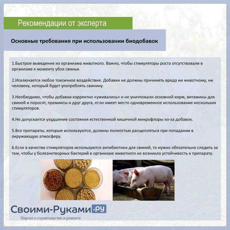 Чем кормить маленьких поросят?