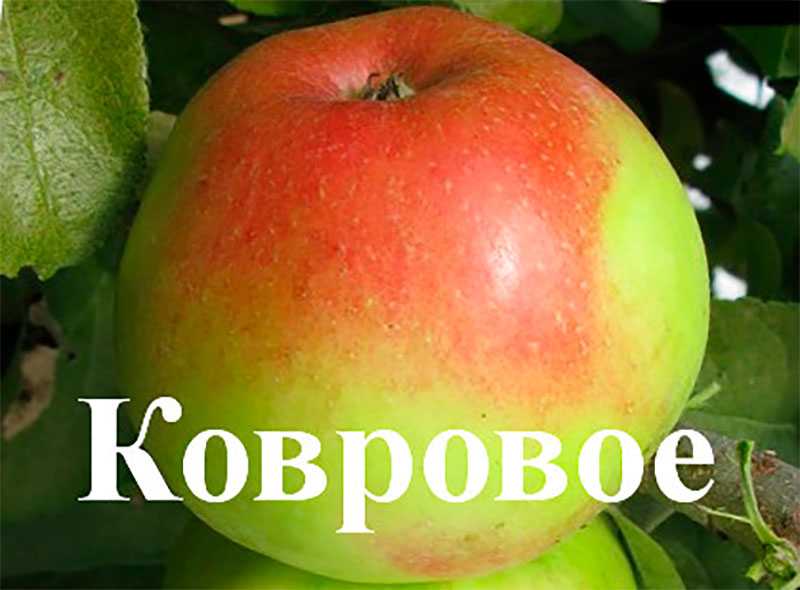 Сорт карликовой яблони ковровое: фото с описанием, отзывы, рейтинг