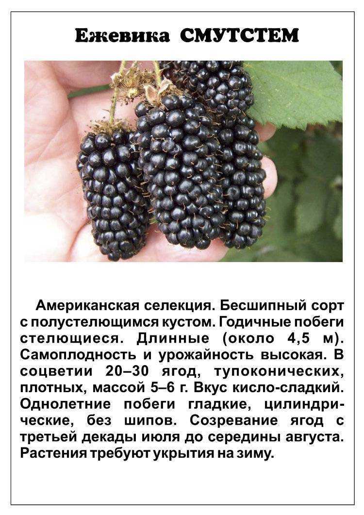 Ежевика садовая: посадка и уход, выращивание, формирование куста