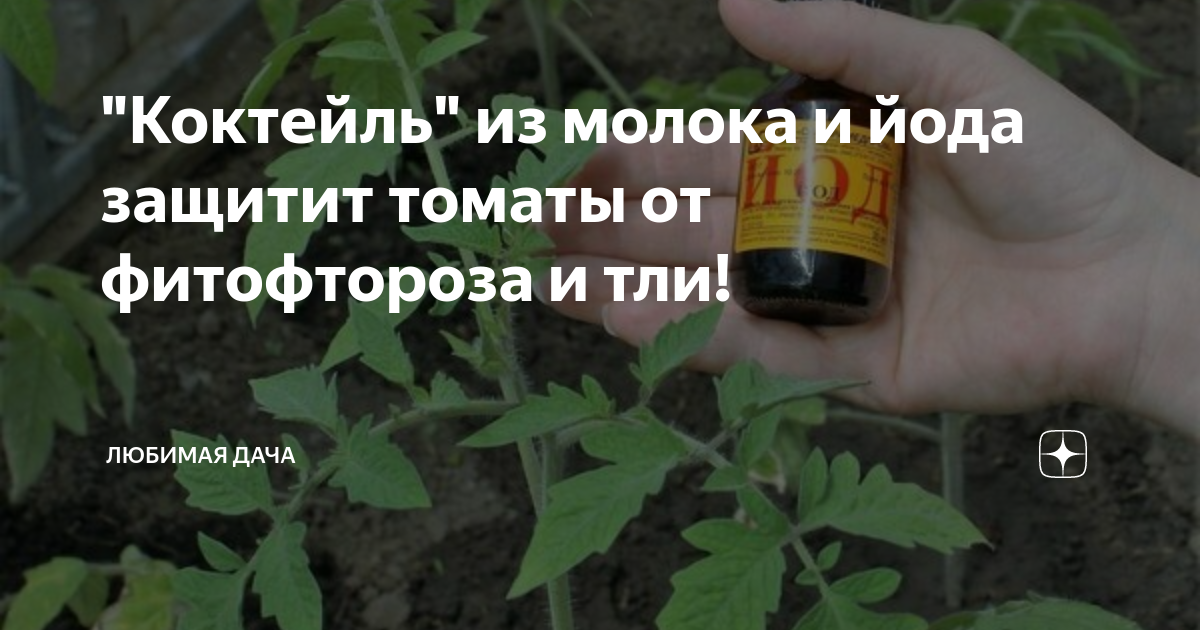Как правильно провести обработку огурцов сывороткой и йодом?