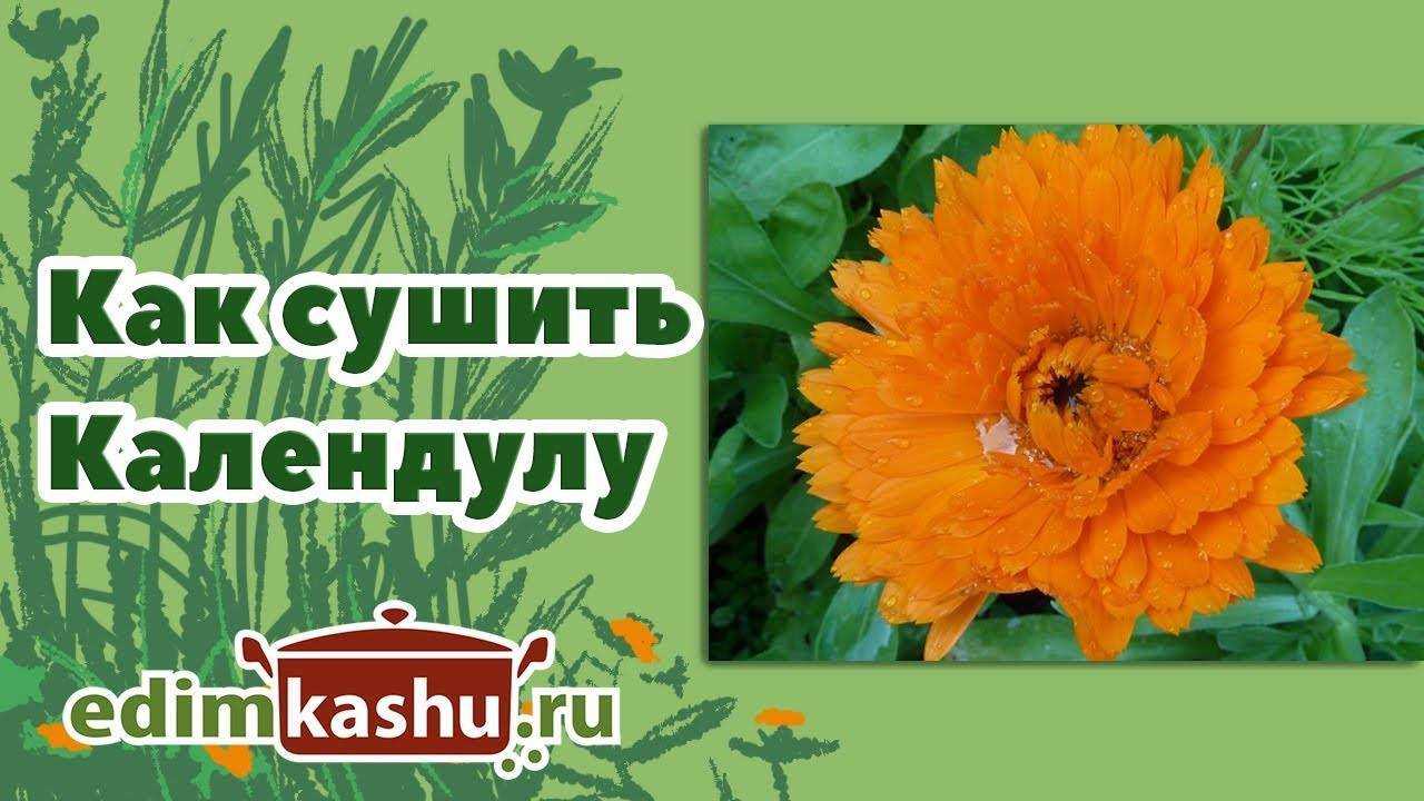 Семена календулы: как собрать и хранить, когда высаживать
