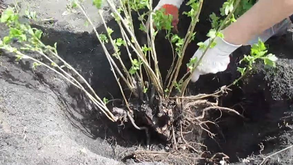 Калина посадка и уход в открытом грунте рецепты приготовления