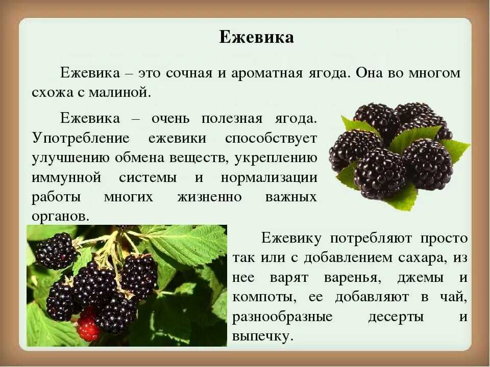 Особенности выращивания ежевики в саду