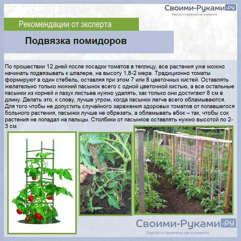 Высокорослые помидоры - посадка, уход, подкормки