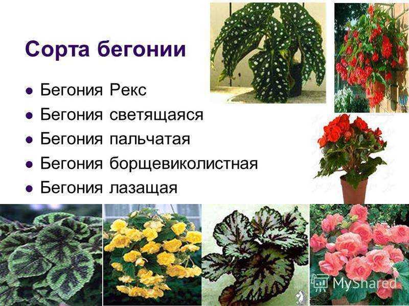 Бегония коралловая: уход в домашних условиях, размножение, обрезка, фото