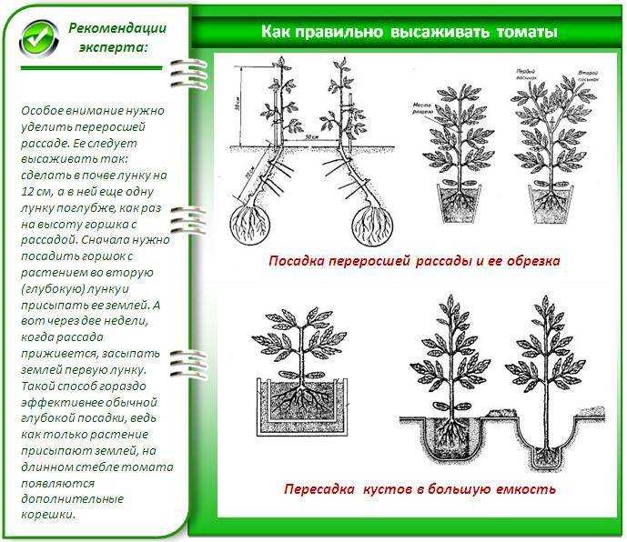 Как и когда высаживать рассаду помидоров в теплицу и открытый грунт