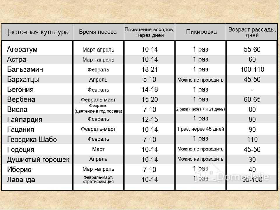 Можно ли пересаживать многолетники летом и как правильно это делать?