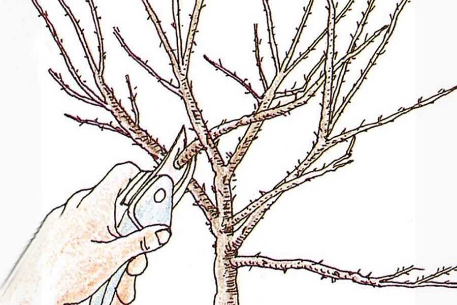 Когда сажать черную смородину и как правильно? пошаговая инструкция