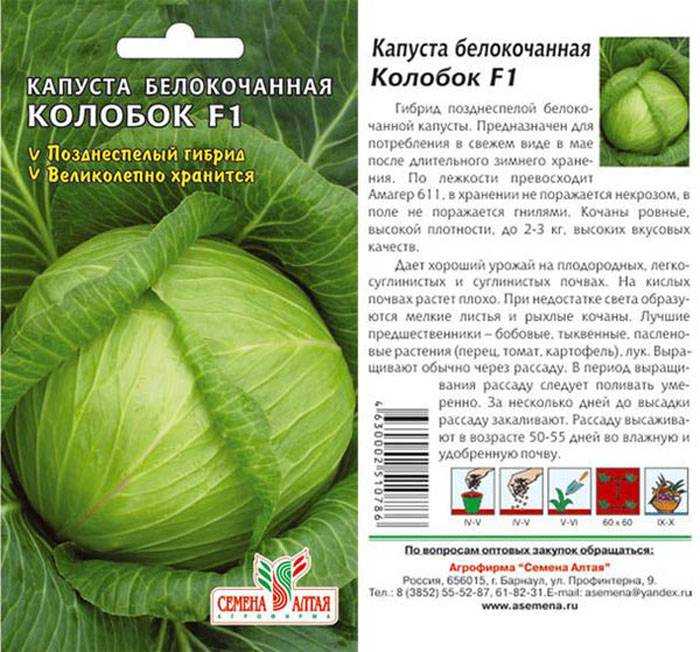 Лучшие ранние сорта капусты белокочанной для россии и ее регионов