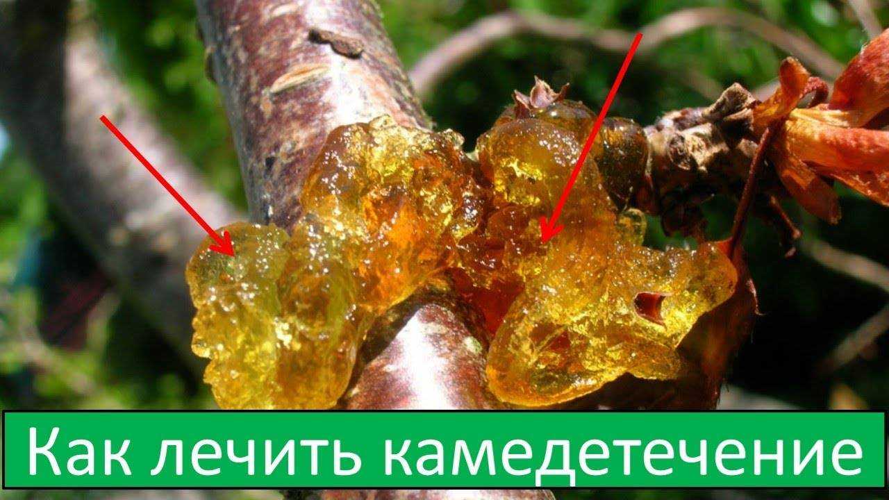 Почему «плачет» абрикос? о камедетечении подробно. фото — ботаничка