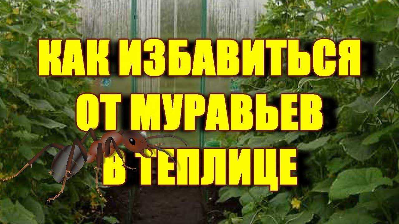 Муравьи в теплице с помидорами: как вывести и полностью избавиться