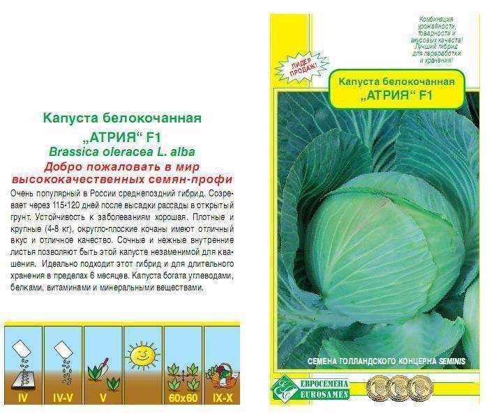 Капуста вьюга: описание сорта белокочанного и характеристика, фото поздних семян, отзывы кто сажал о выращивании, когда сеять, посадка и уход