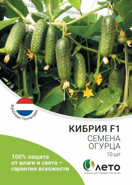 Огурцы кибрия - описание сорта с фото, правила ухода, отзывы