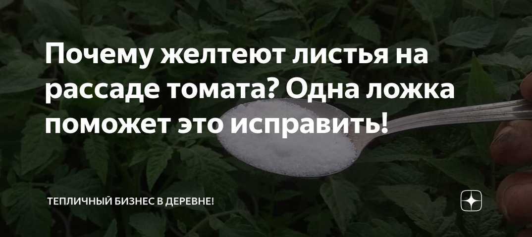 Почему желтеют листья у рассады помидор. желтеет рассада томатов на подоконнике: что делать, чем подкормить