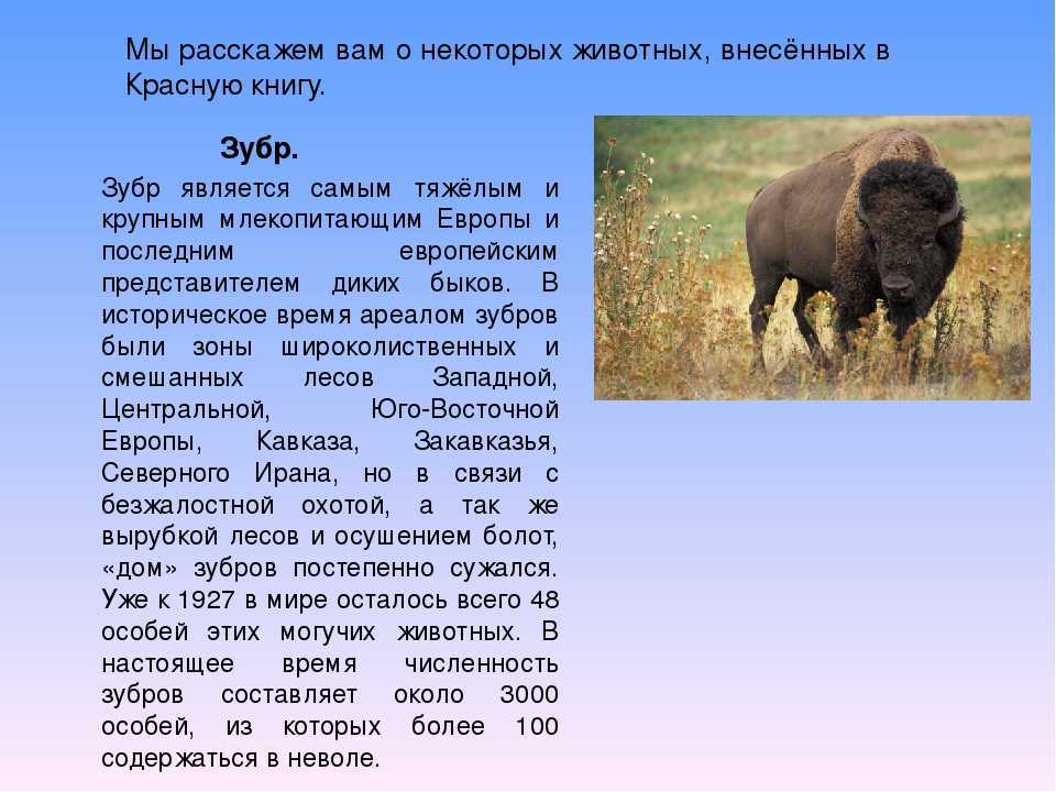 Крупные и мощные: азиатский и африканский буйволы