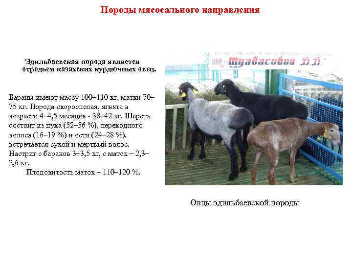 Гиссарская порода овец: описание и характеристики породы