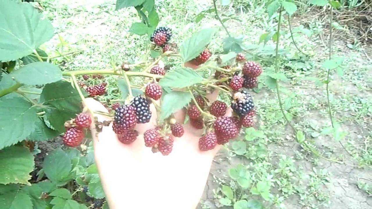Ежевика садовая: посадка и уход, золотые правила выращивания, фото
