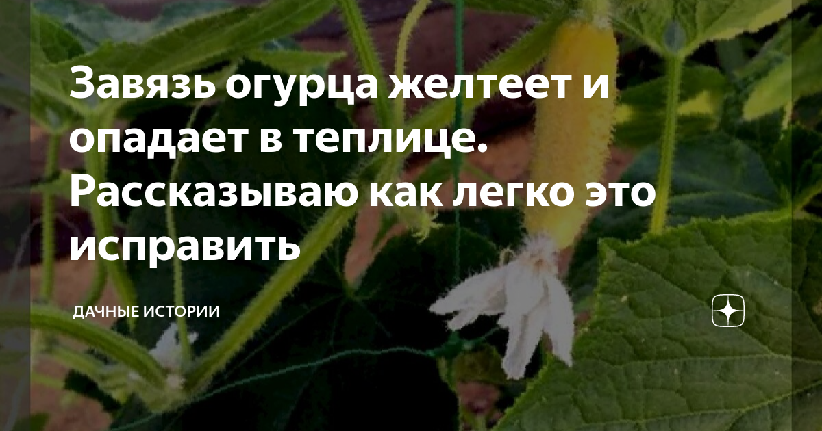 Желтеют и опадают завязи огурцов: что делать?
