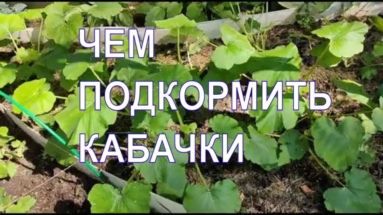 О подкормке кабачков удобрениями для роста: народные средства, секреты по уходу