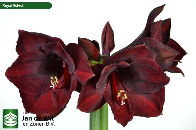 Гиппеаструм Роял Вельвет (Royal Velvet) - описание сорта, саженцы, фото и характерные особенности