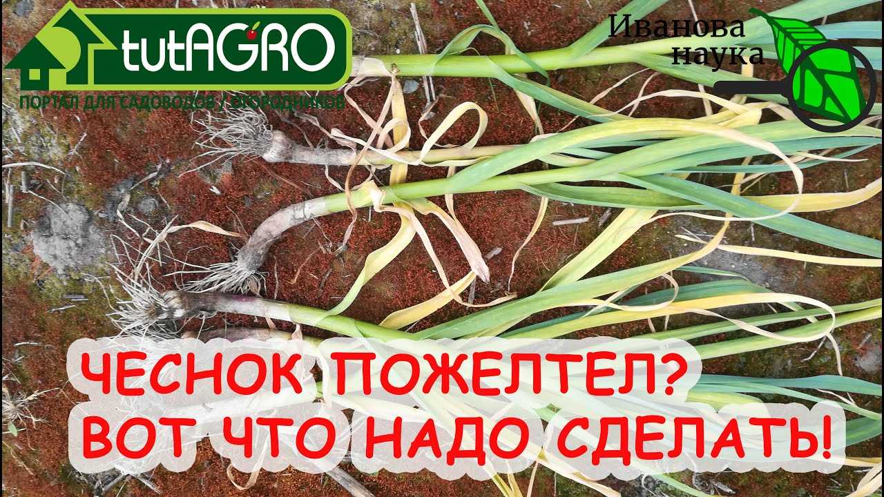 Желтеет чеснок на грядке — чем полить и подкормить?