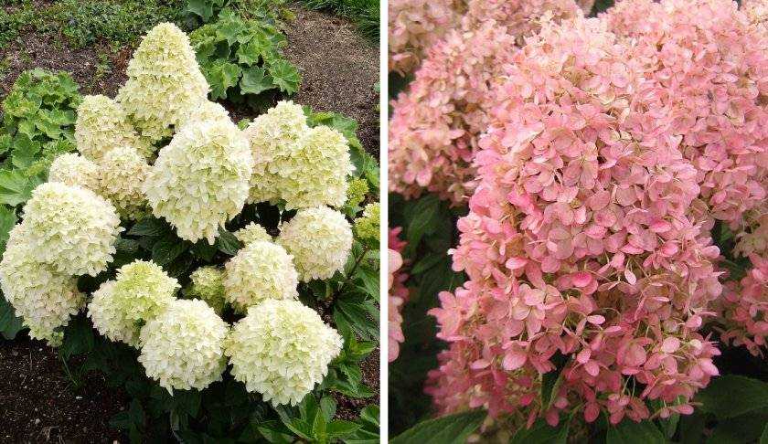 Гортензия метельчатая мэджикал кэндл (hydrangea paniculata magical candle): фото, описание, посадка и уход
